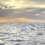 Rolly Tasker Sails 1 sailing to sunrise